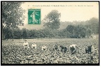 gometz la recolte des haricots 815 001b
