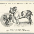 expo 1900 bulldog anglais 308 002