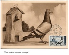 pigeon voyageur 268 001