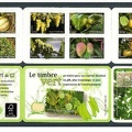 2012 Carnet Adhesif FLORE FRUITS de France et du monde BC686