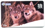 loups 797 001