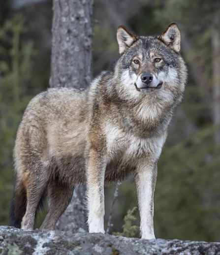 loups 154562949 180313276899992 1845663496621829429 n