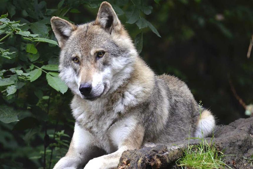 loups img20201211 15373120