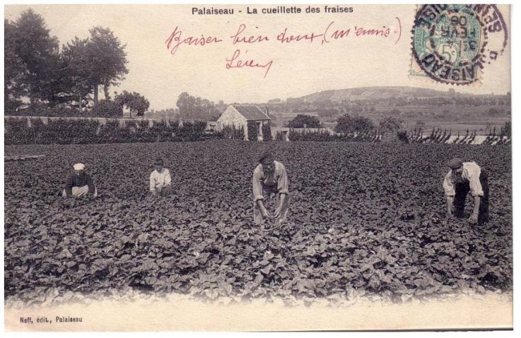 palaiseau la cueillette des fraises