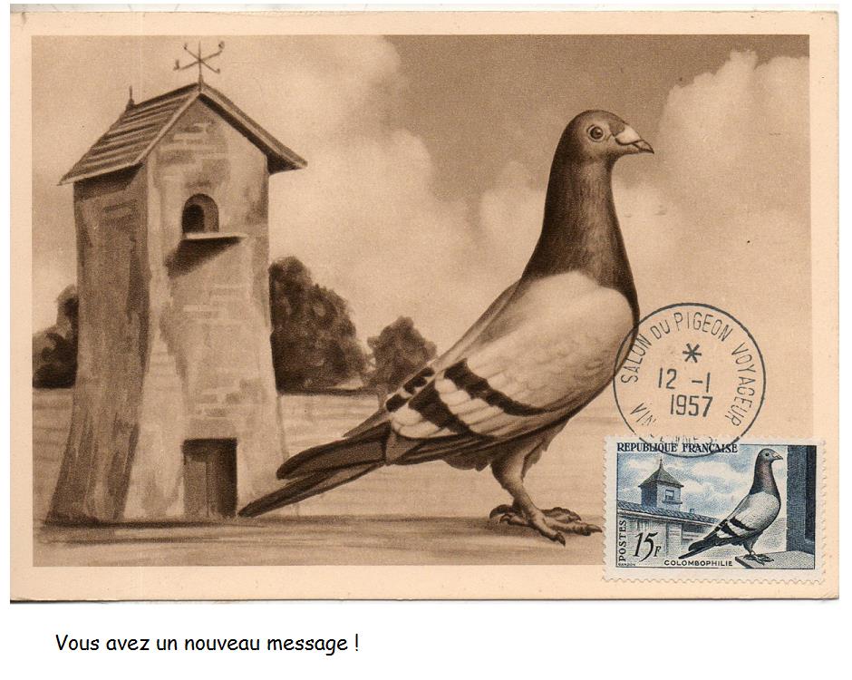 pigeon voyageur 268 001
